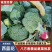 【急售】不涨价西蓝花南阳发货保质保量有需要的进店咨询