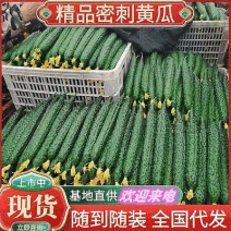 《内蒙古黄瓜》密刺黄瓜亮条密刺青条顶花基地代发全国
