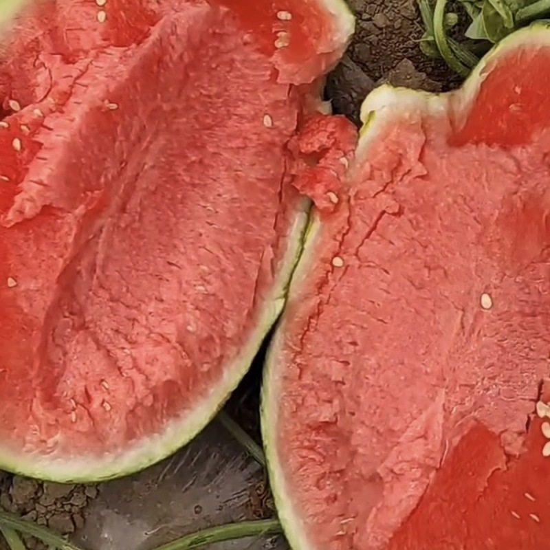 全美4K西瓜种子硬薄皮花皮红肉干沙瓤糖度高