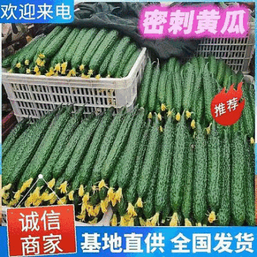 密刺黄瓜青条顶花基地现摘随到随装可全国代发