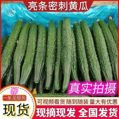 密刺黄瓜现货供应基地直供价格美丽可全国发货天津