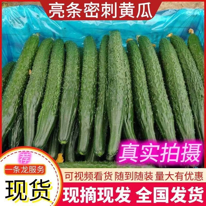 密刺黄瓜现货供应基地直供价格美丽可全国发货天津