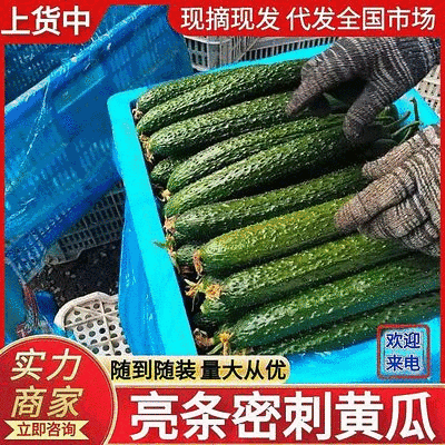 密刺黄瓜现货供应基地直供价格美丽可全国发货黑龙江