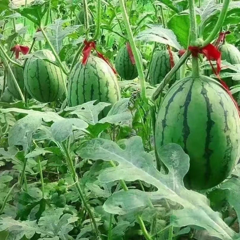 L600西瓜种子早熟小型礼品西瓜果肉红耐裂性好