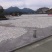 安徽大别山优质茯苓丁产地直发无硫全干正品保障