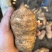 大别山金寨乌红天麻果无硫全干北纬31度深山珍贵药材