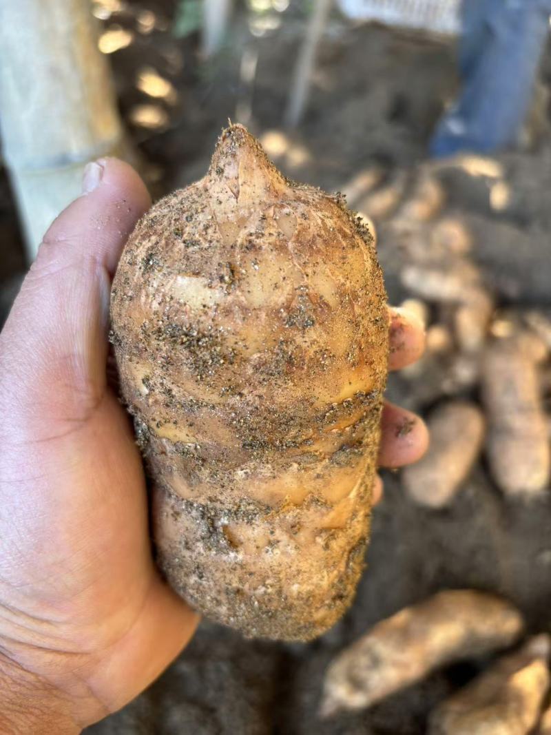 大别山金寨乌红天麻果无硫全干北纬31度深山珍贵药材