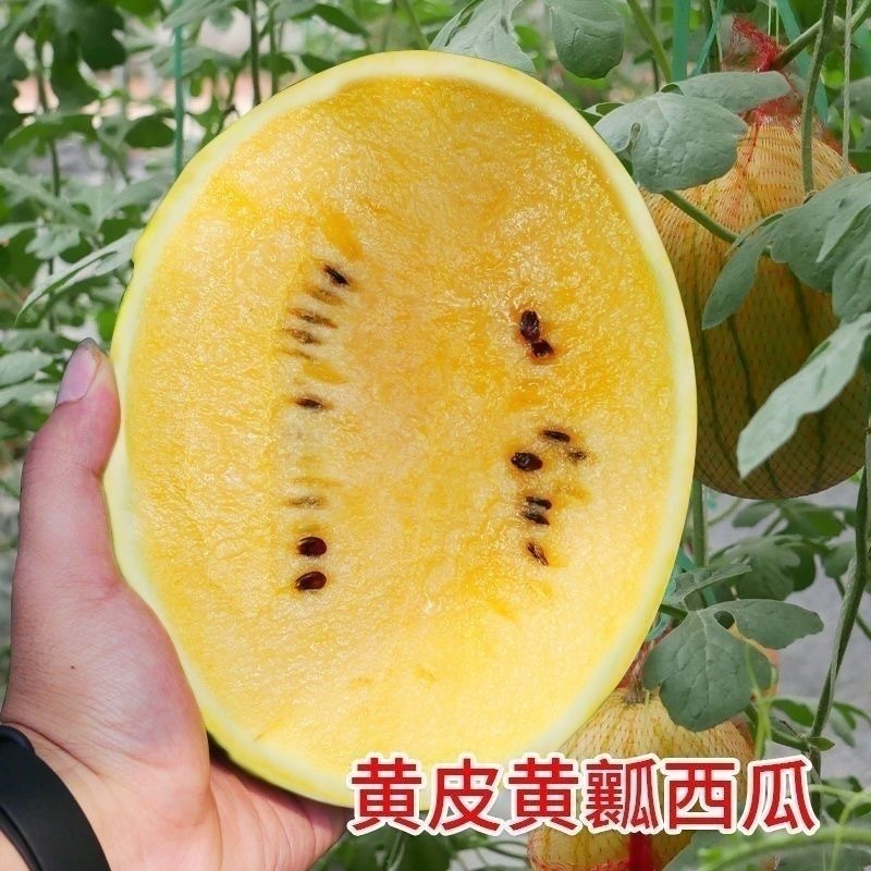 神奥金凤凰西瓜种子黄皮黄肉西瓜种子果肉鲜黄入口即化
