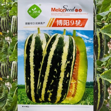 博阳9号甜瓜种子腔小肉厚薄皮口感酥脆芳香四溢