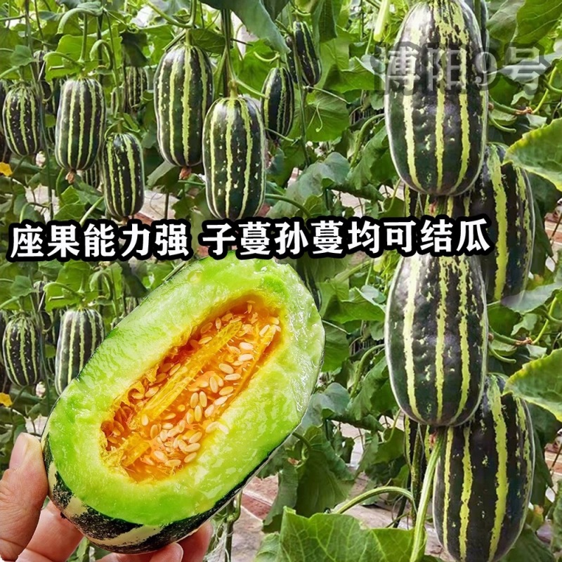 博阳9号甜瓜种子腔小肉厚薄皮口感酥脆芳香四溢