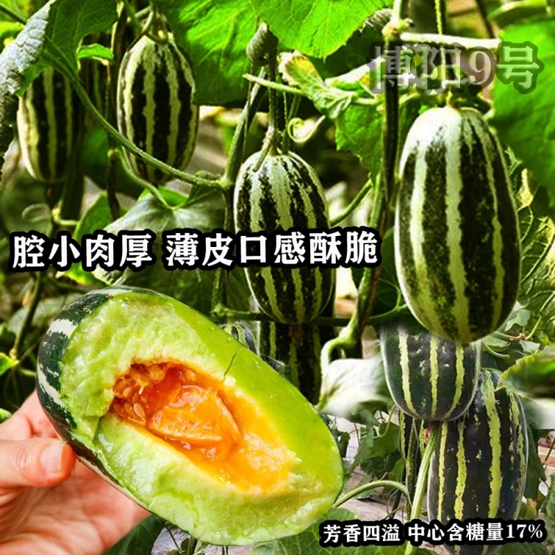 博阳9号甜瓜种子腔小肉厚薄皮口感酥脆芳香四溢