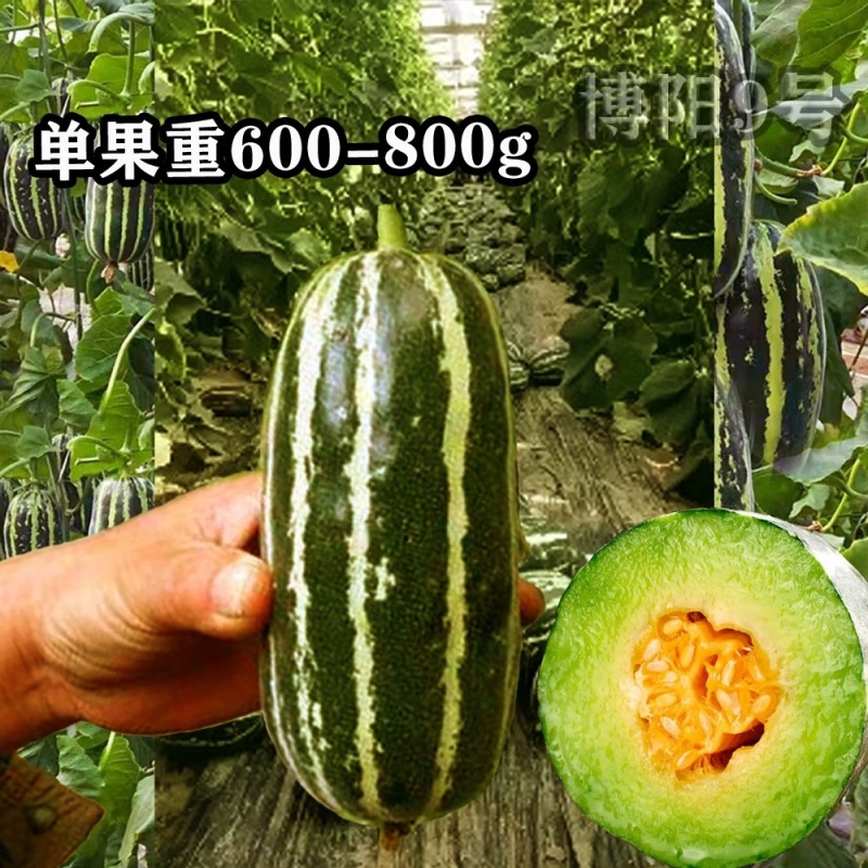 博阳9号甜瓜种子腔小肉厚薄皮口感酥脆芳香四溢