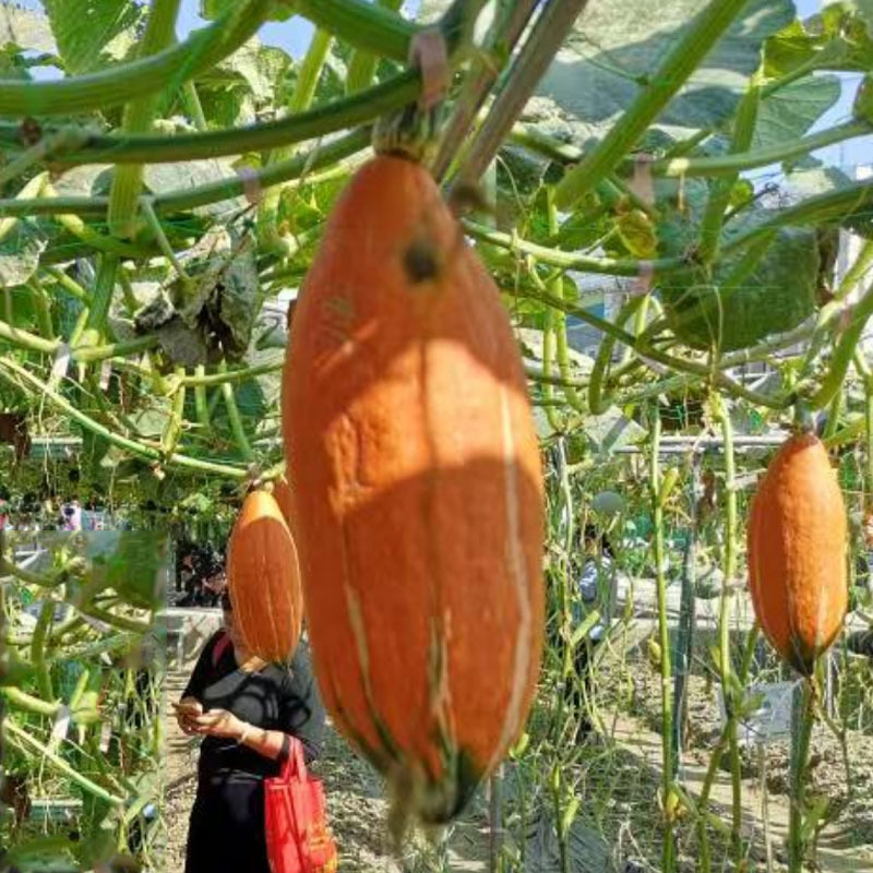 橄榄红栗南瓜种子蟹黄瓜甜面粉香甜早熟果肉红色