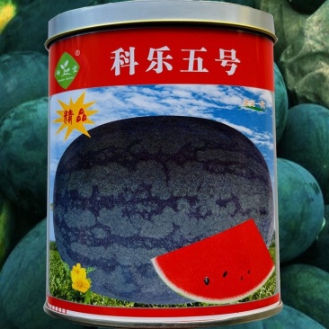 科乐五号黑皮西瓜种子早熟品种肉质细脆皮薄耐韧耐湿