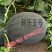科乐五号黑皮西瓜种子早熟品种肉质细脆皮薄耐韧耐湿