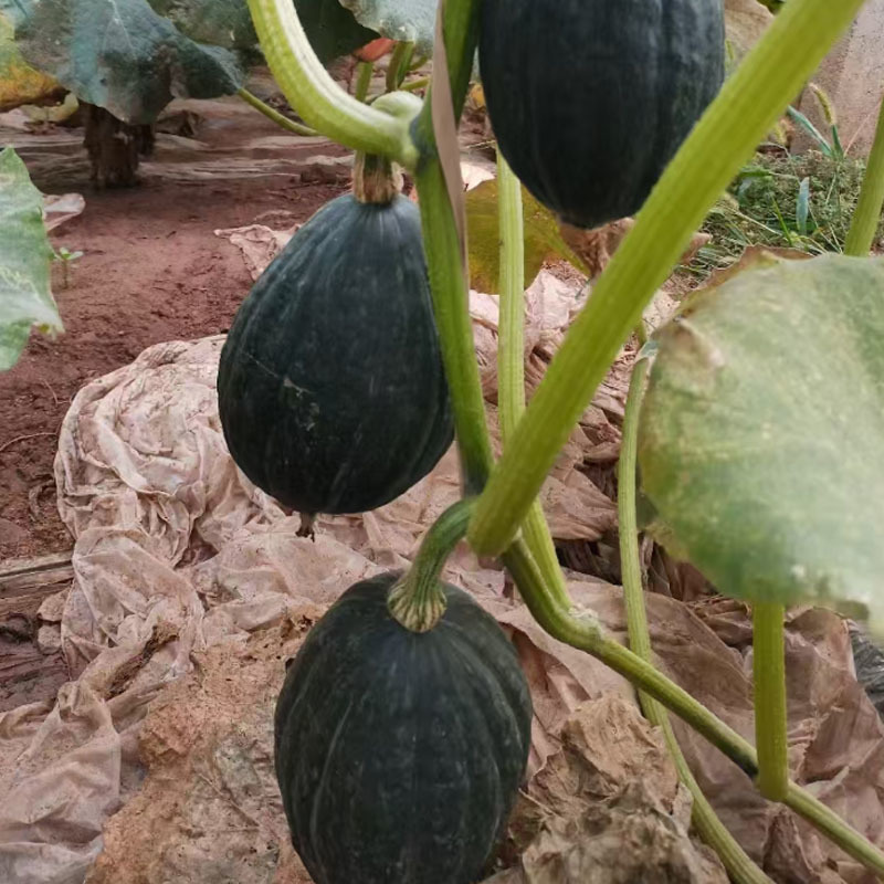 橄榄甜栗南瓜种子流星锤早熟绿皮肉厚露地基地品种