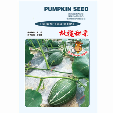 橄榄甜栗南瓜种子流星锤早熟绿皮肉厚露地基地品种