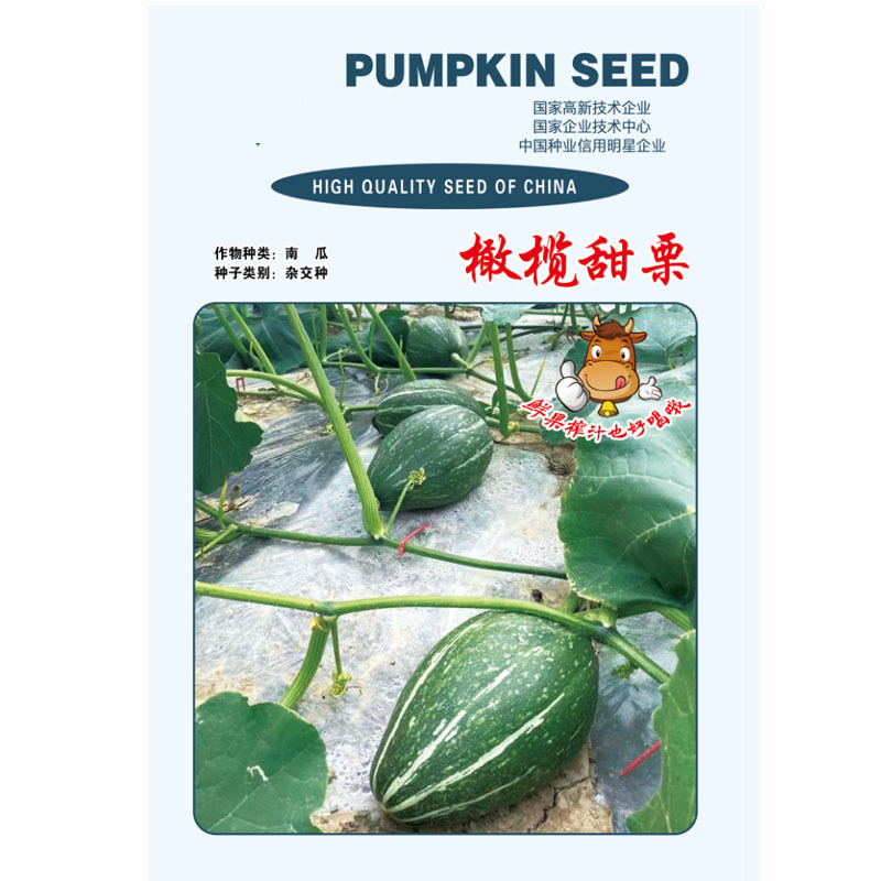 橄榄甜栗南瓜种子流星锤早熟绿皮肉厚露地基地品种