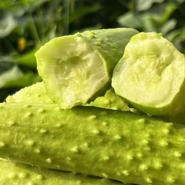 精品山东白玉黄瓜，品质保证，价格优惠，产地直发，诚信第一