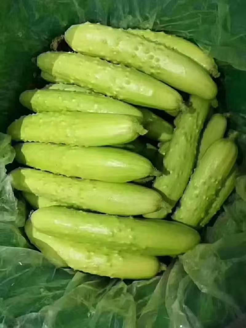 精品山东白玉黄瓜，品质保证，价格优惠，产地直发，诚信第一