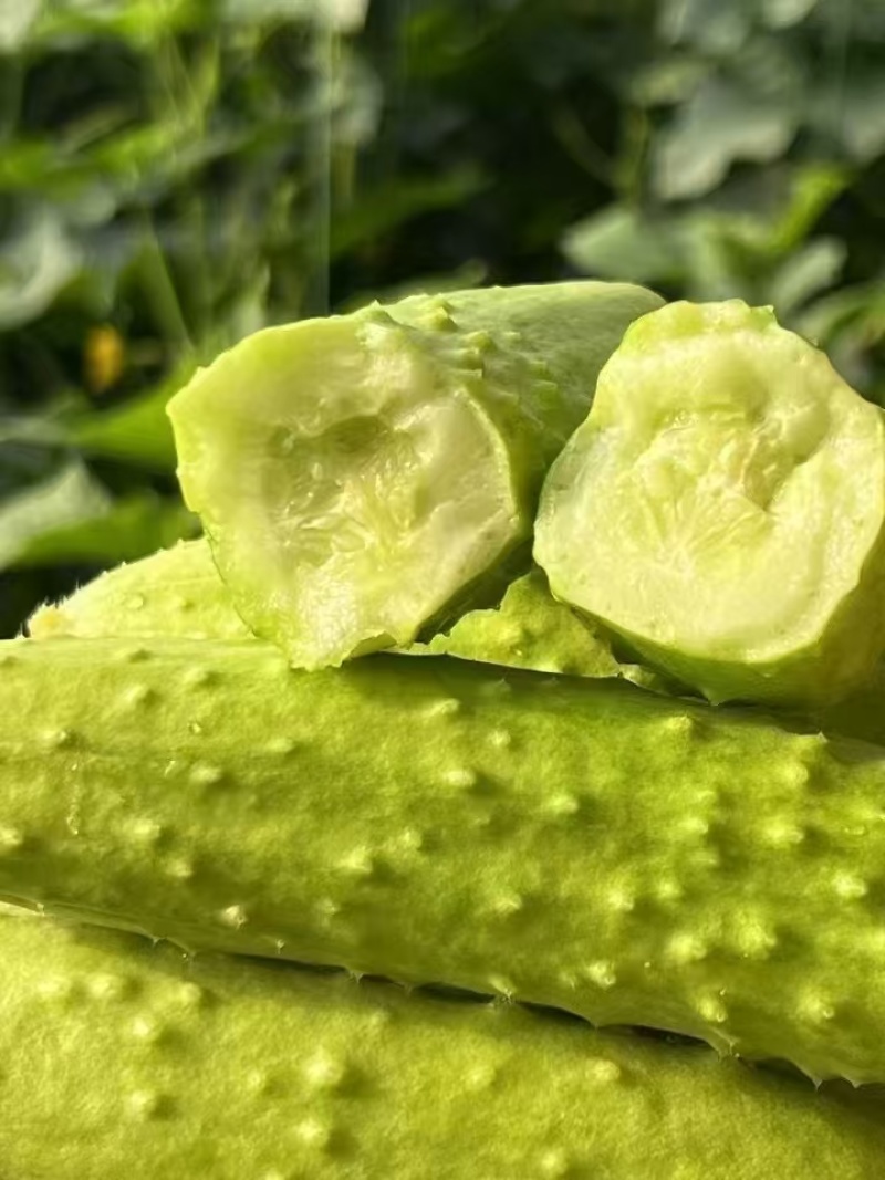 精品山东白玉黄瓜，品质保证，价格优惠，产地直发，诚信第一