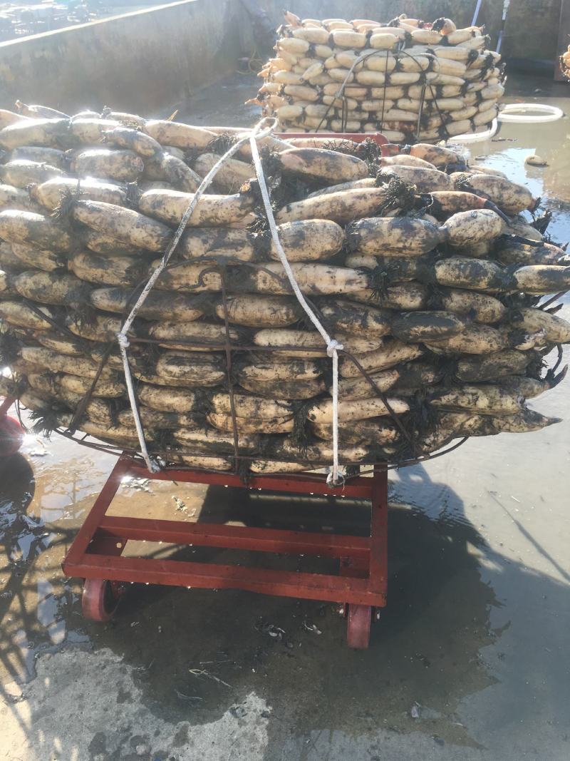 江苏宝应莲藕精品红芽粉藕莲藕量大质优价格优惠一手货源
