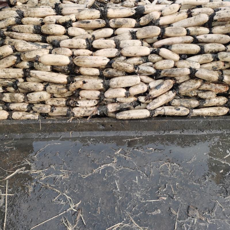 江苏宝应莲藕精品红芽粉藕莲藕量大质优价格优惠一手货源