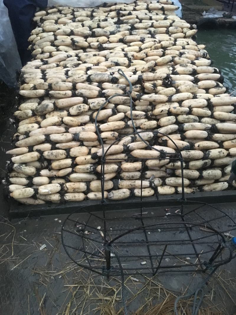 江苏宝应莲藕精品红芽粉藕莲藕量大质优价格优惠一手货源