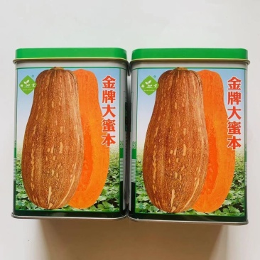 金牌大蜜本南瓜种子中晚熟肉厚质细糖份高耐贮运