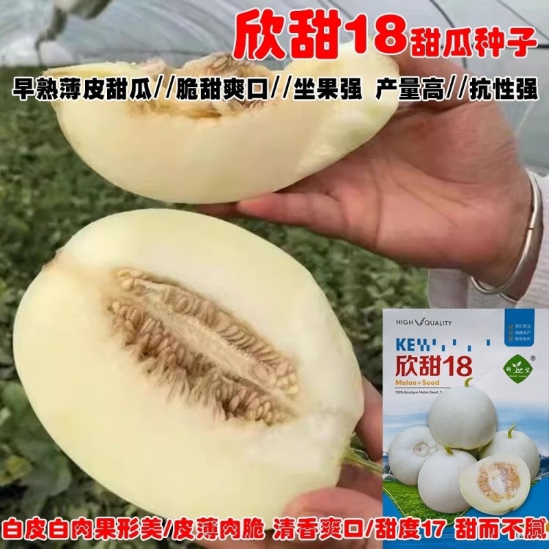 欣甜18甜瓜种子早熟皮薄肉脆白皮白肉瓜码密易坐果