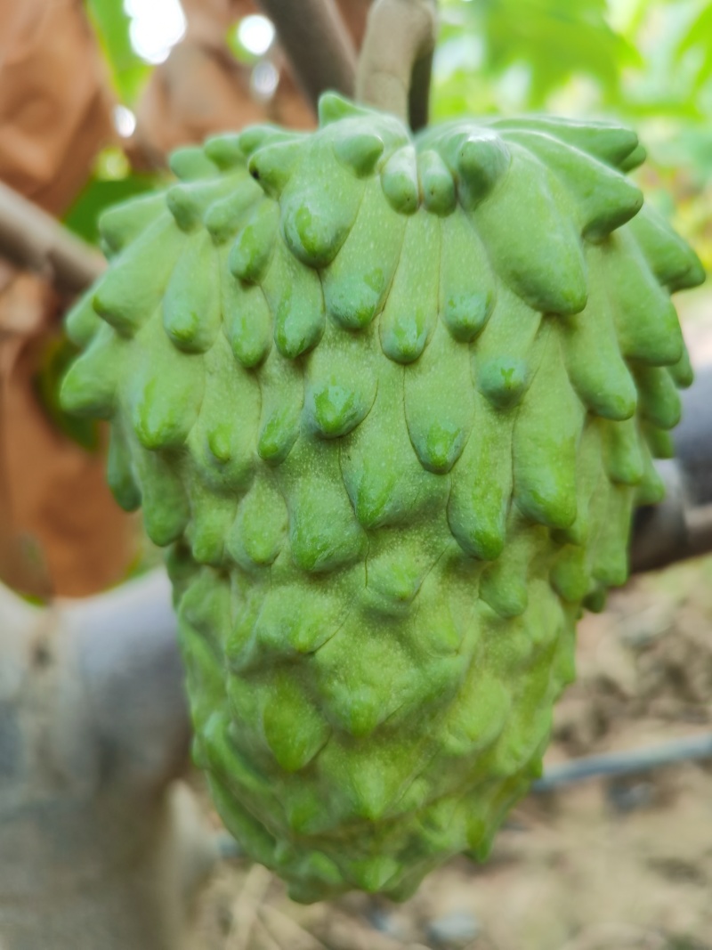 【精品推荐】云南释迦果自产自销产地发货质量保障欢迎致电