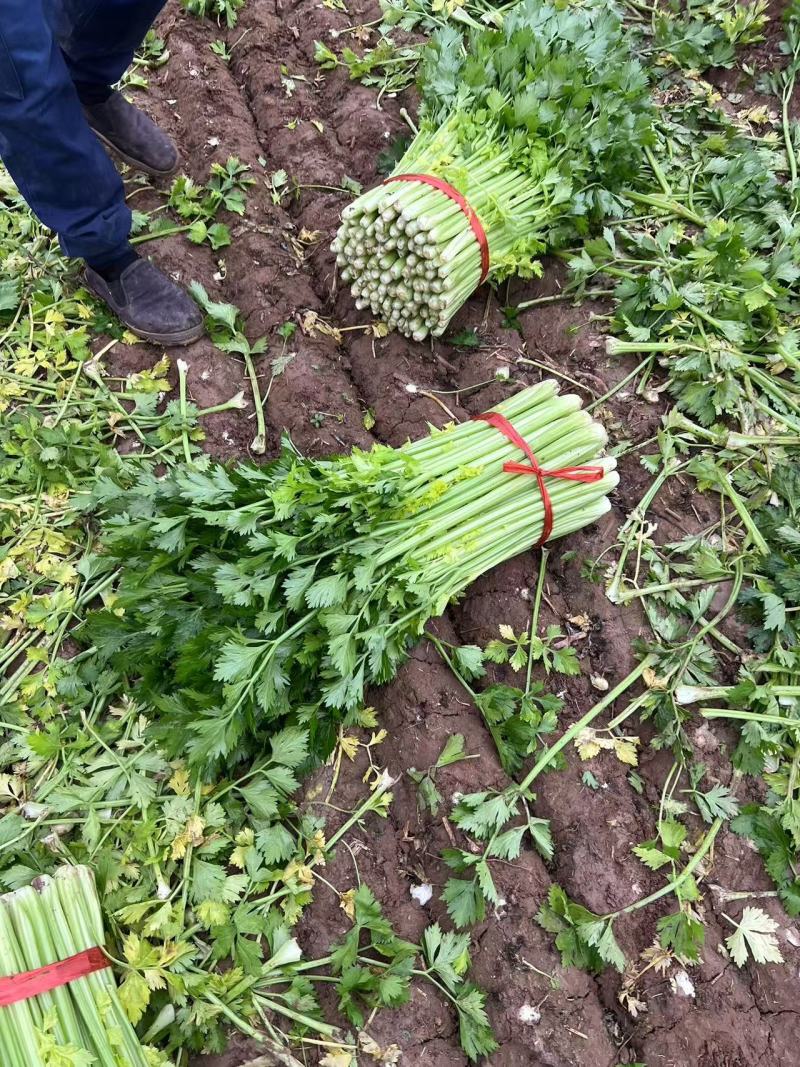 万亩芹菜基地，长期供应小棵中小棵中颗规格齐全支持各种包装