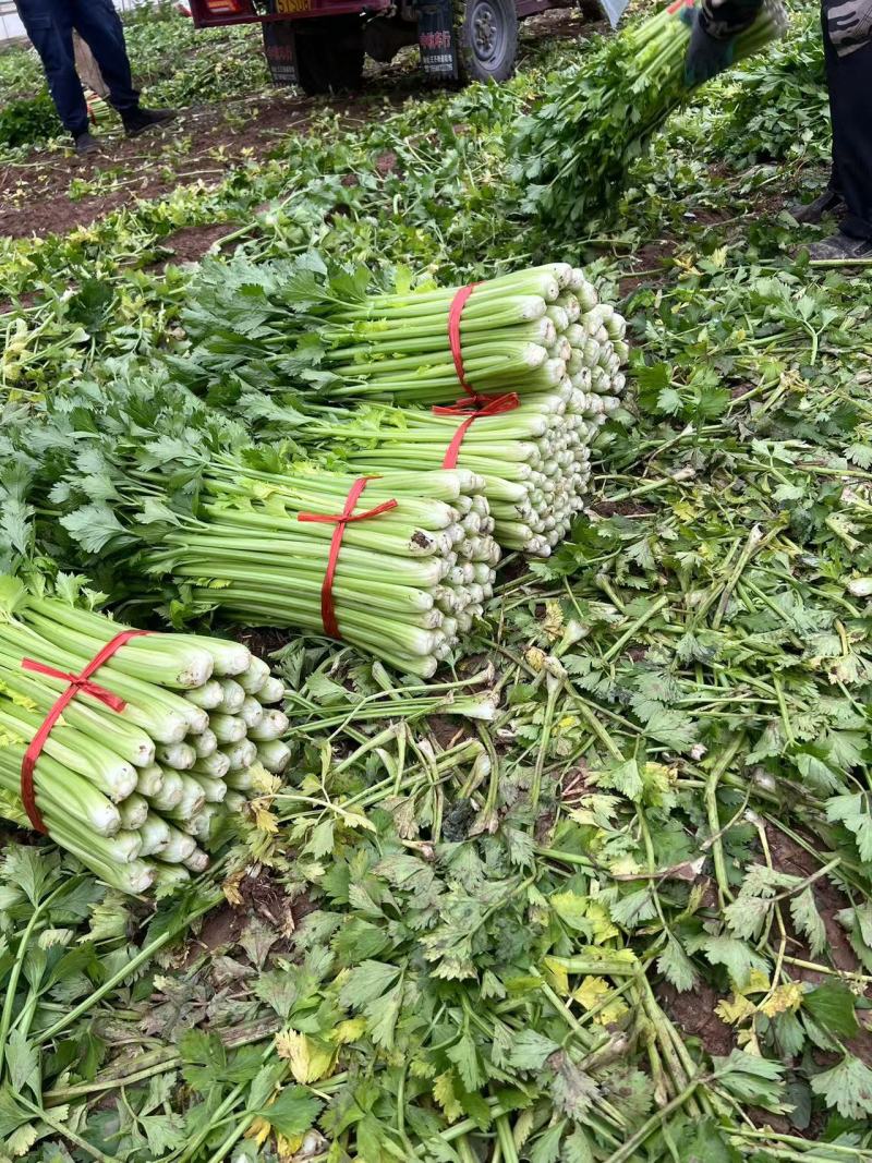 长期大量供应精品西芹，小棵中小棵规格齐全，各种包装