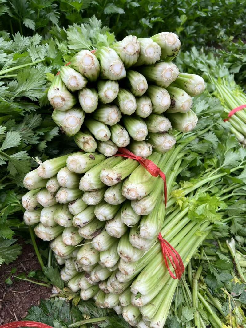 长期大量供应精品西芹，小棵中小棵规格齐全，各种包装