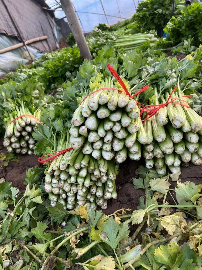 长期大量供应精品西芹，小棵中小棵规格齐全，各种包装