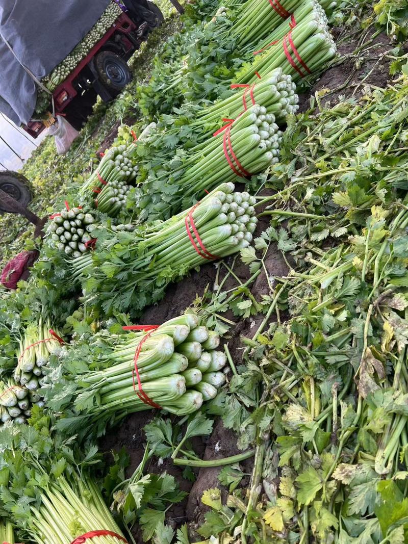 长期大量供应精品西芹，小棵中小棵规格齐全，各种包装