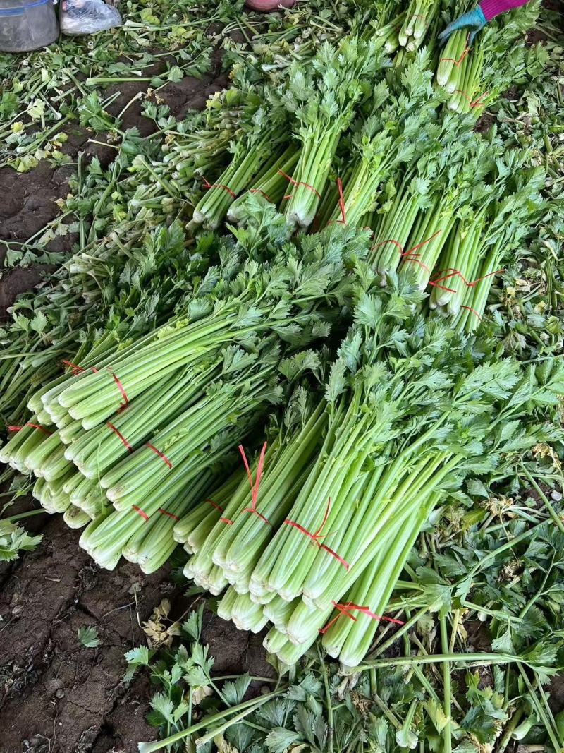万亩基地，长期供应精品西芹，不间断供应小棵小中颗