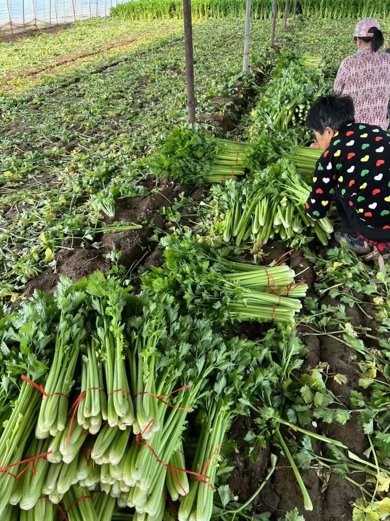 万亩基地，长期供应精品西芹，不间断供应小棵小中颗