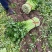 万亩基地，长期供应精品西芹，不间断供应小棵小中颗