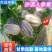 人参果花纹果现摘现发沙漠人参果现货对接全国市场
