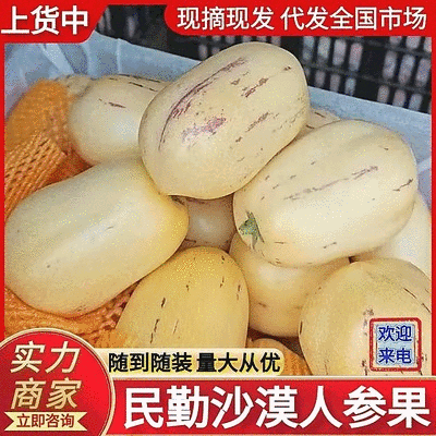 沙漠人参果甘肃民勤人参果产地直发诚信经营欢迎咨询