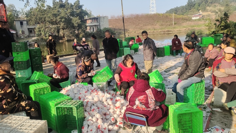 四川资中丑橘不知火，产地一手货源，品质保证，诚信经营