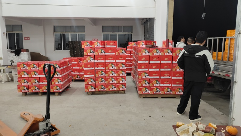 四川资中丑橘不知火，产地一手货源，品质保证，诚信经营