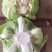 白花菜花湖北花菜实菜花产地直发对接电商市场社区团购