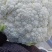白花菜花湖北花菜实菜花产地直发对接电商市场社区团购