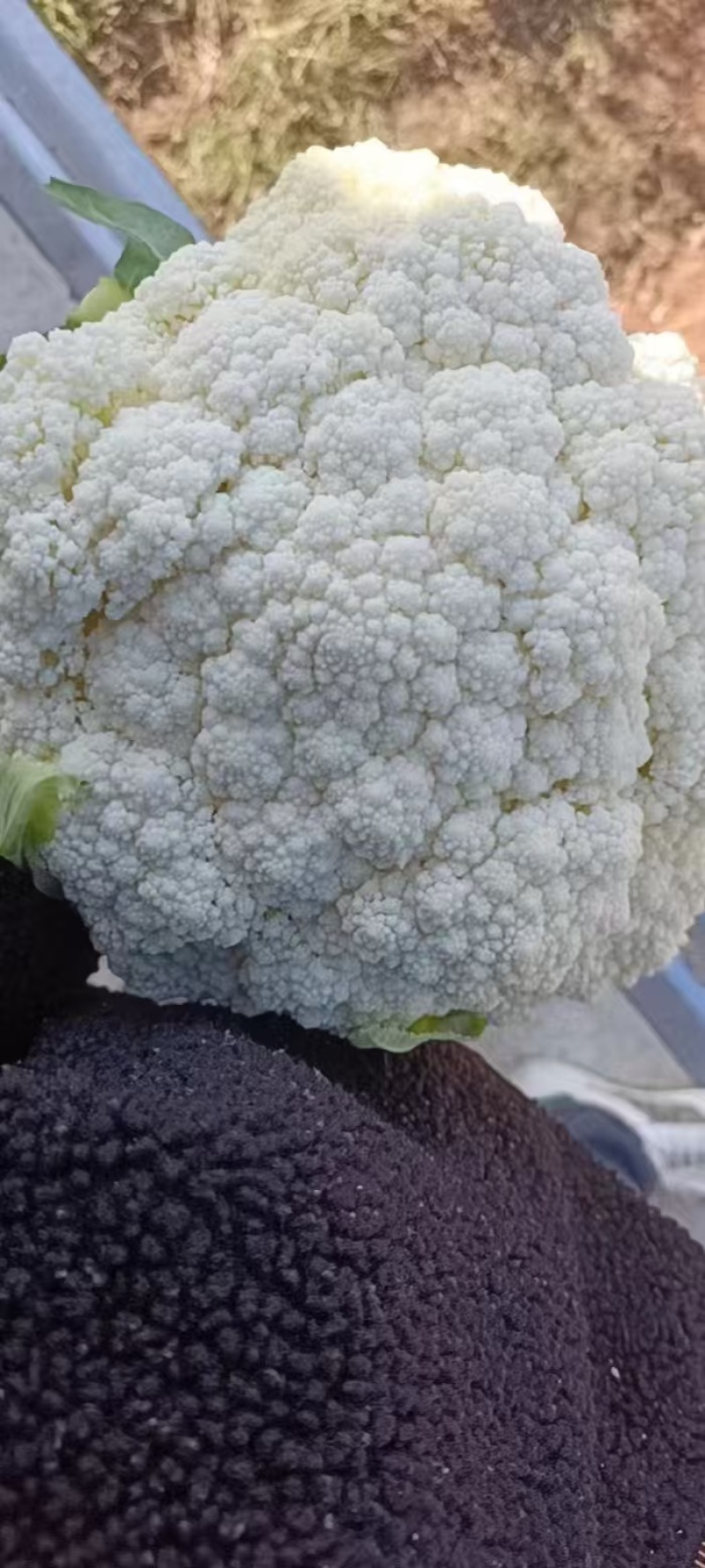 白花菜花湖北花菜实菜花产地直发对接电商市场社区团购