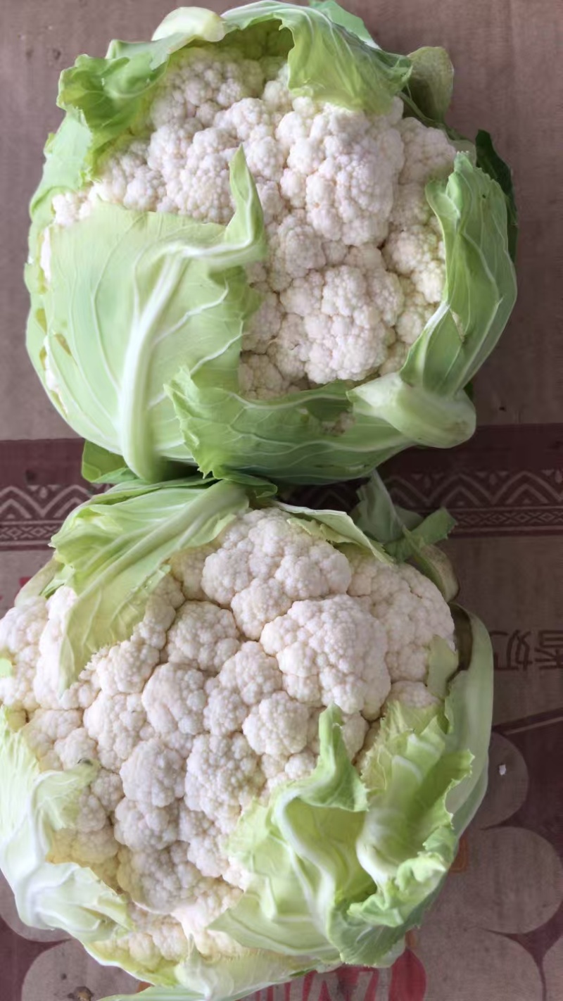 白花菜花湖北花菜实菜花产地直发对接电商市场社区团购