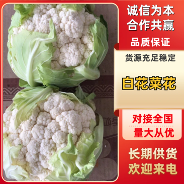 白花菜花湖北花菜实菜花产地直发对接电商市场社区团购