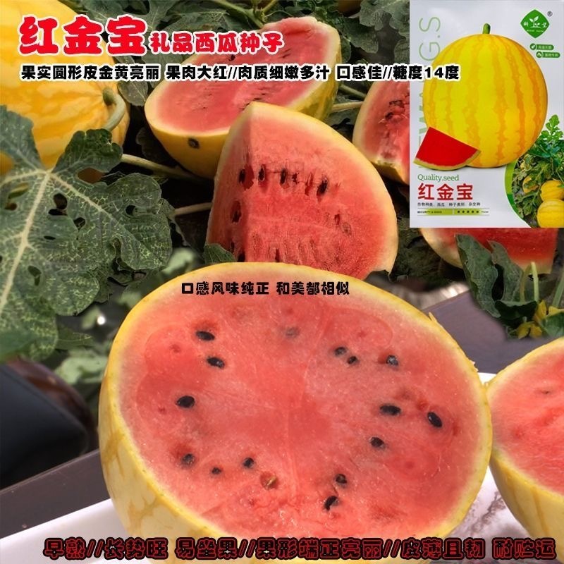 红金宝西瓜种子黄皮红肉西瓜种子早熟品种大红瓤