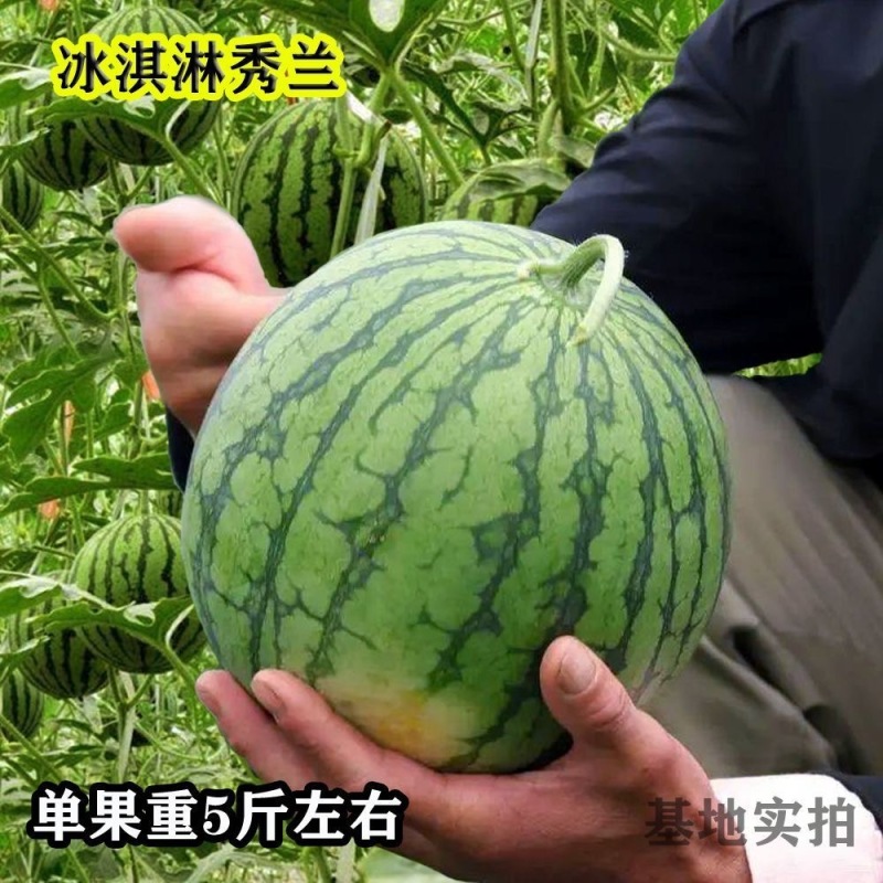 冰淇淋秀兰西瓜种子早熟黄瓤小礼品西瓜种子酥脆爽口